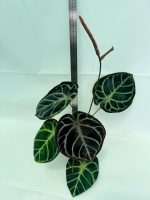 Anthurium Red Crystallinum x Silver Blush, plant #26.06.17.24