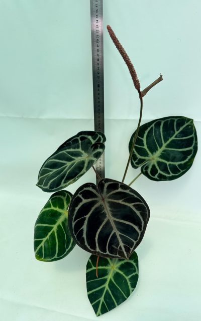 Anthurium Red Crystallinum x Silver Blush, plant #26.06.17.24