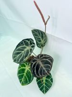 Anthurium Red Crystallinum x Silver Blush, plant #26.06.17.24