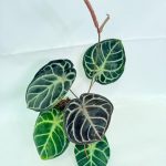 Anthurium Red Crystallinum x Silver Blush, plant #26.06.17.24