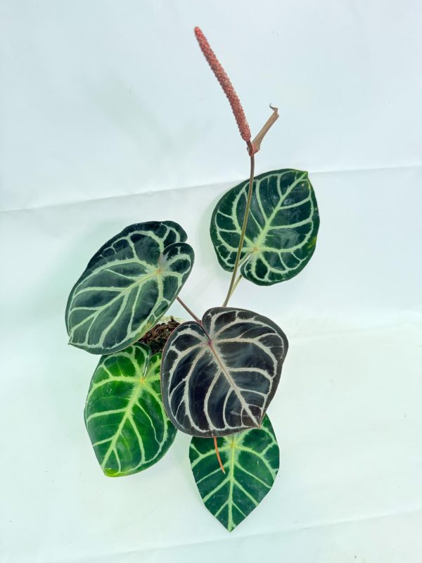 Anthurium Red Crystallinum x Silver Blush, plant #26.06.17.24