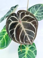 Anthurium Red Crystallinum x Silver Blush, plant #26.06.17.24