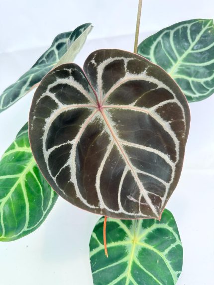 Anthurium Red Crystallinum x Silver Blush, plant #26.06.17.24