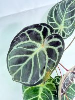 Anthurium Red Crystallinum x Silver Blush, plant #26.06.17.24