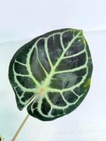 Anthurium Red Crystallinum x Silver Blush, plant #26.06.17.24
