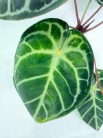 Anthurium Red Crystallinum x Silver Blush, plant #26.06.17.24
