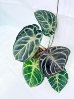 Anthurium Red Crystallinum x Silver Blush, plant #26.06.17.24