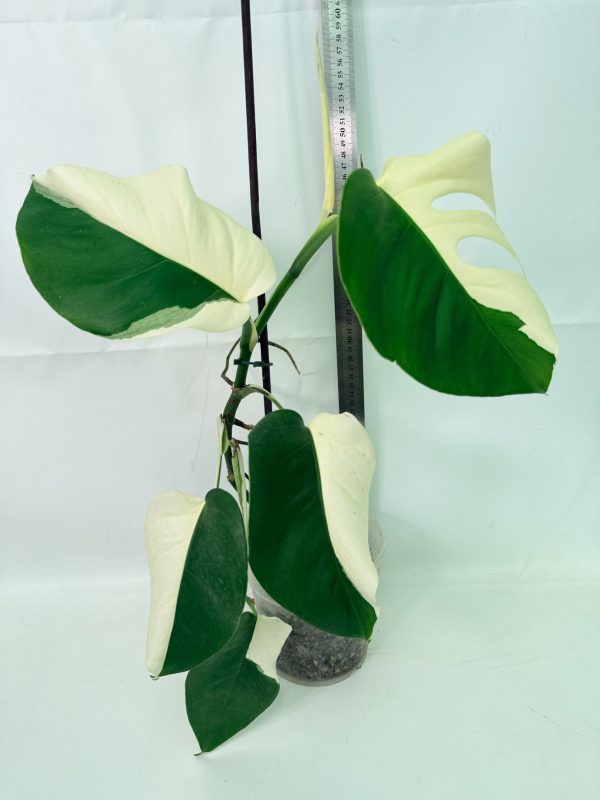 Monstera Albo Variegata Half Moon, plant #26.25.06.21
