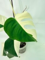 Monstera Albo Variegata Half Moon, plant #26.25.06.21