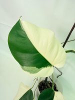 Monstera Albo Variegata Half Moon, plant #26.25.06.21