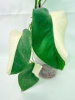 Monstera Albo Variegata Half Moon, plant #26.25.06.21