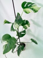 Monstera Albo Variegata XL, plant #26.06.18.09