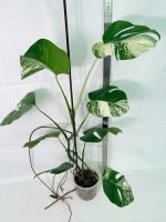 Monstera Albo Variegata XL, plant #26.06.18.09