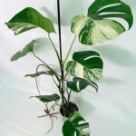 Monstera Albo Variegata XL, plant #26.06.18.09
