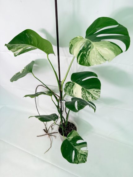 Monstera Albo Variegata XL, plant #26.06.18.09