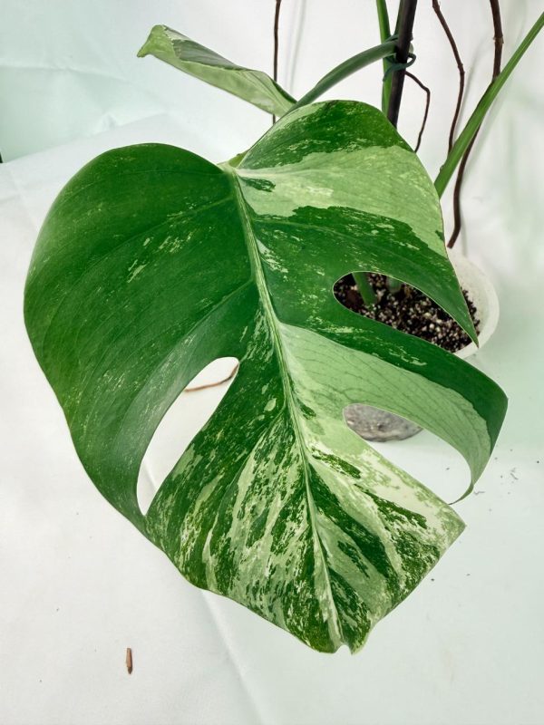 Monstera Albo Variegata XL, plant #26.06.18.09