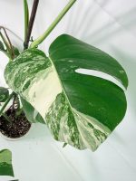 Monstera Albo Variegata XL, plant #26.06.18.09