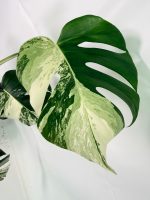 Monstera Albo Variegata XL, plant #26.06.18.09