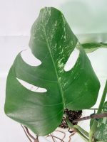 Monstera Albo Variegata XL, plant #26.06.18.09