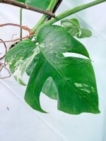 Monstera Albo Variegata XL, plant #26.06.18.09