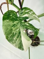 Monstera Albo Variegata XXL, plant #26.06.18.10