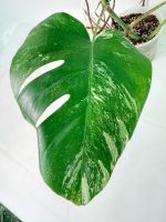 Monstera Albo Variegata XXL, plant #26.06.18.10