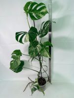 Monstera Albo Variegata XXL, plant #26.06.18.10