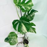 Monstera Albo Variegata XXL, plant #26.06.18.10
