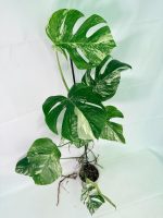 Monstera Albo Variegata XXL, plant #26.06.18.10