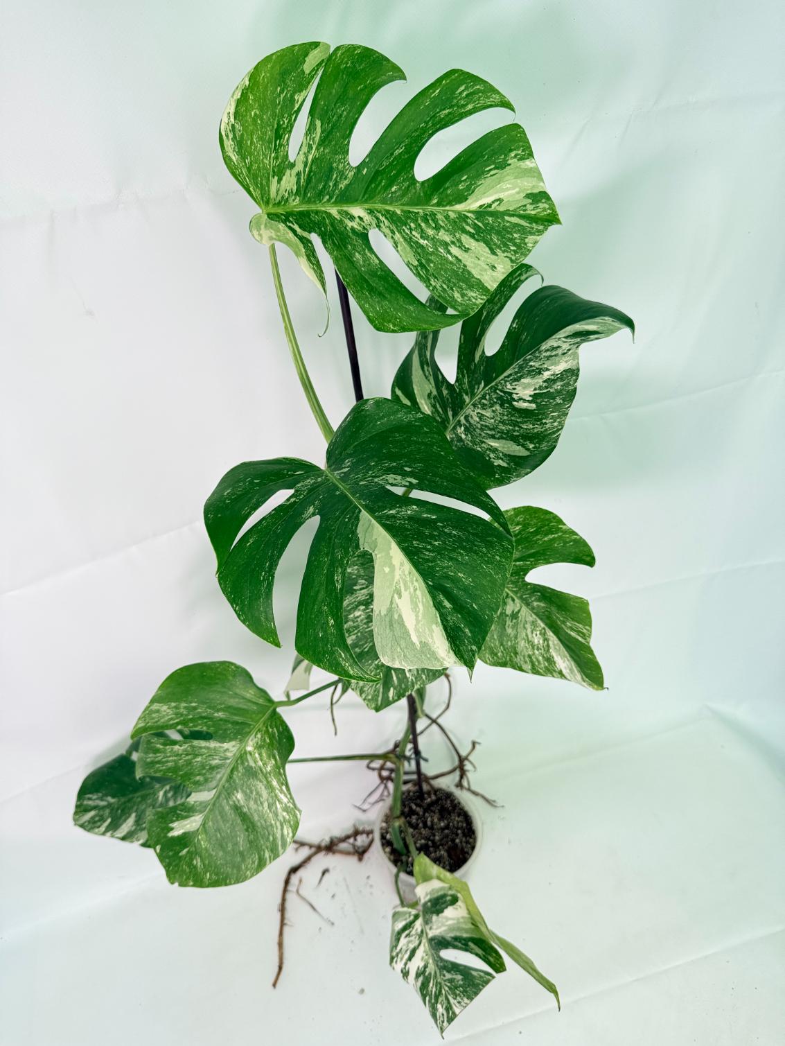 Monstera_Albo_Variegata_XXL_26.06.18.10_4.jpg Monstera Albo Variegata XXL, plant #26.06.18.10