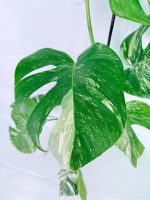 Monstera Albo Variegata XXL, plant #26.06.18.10