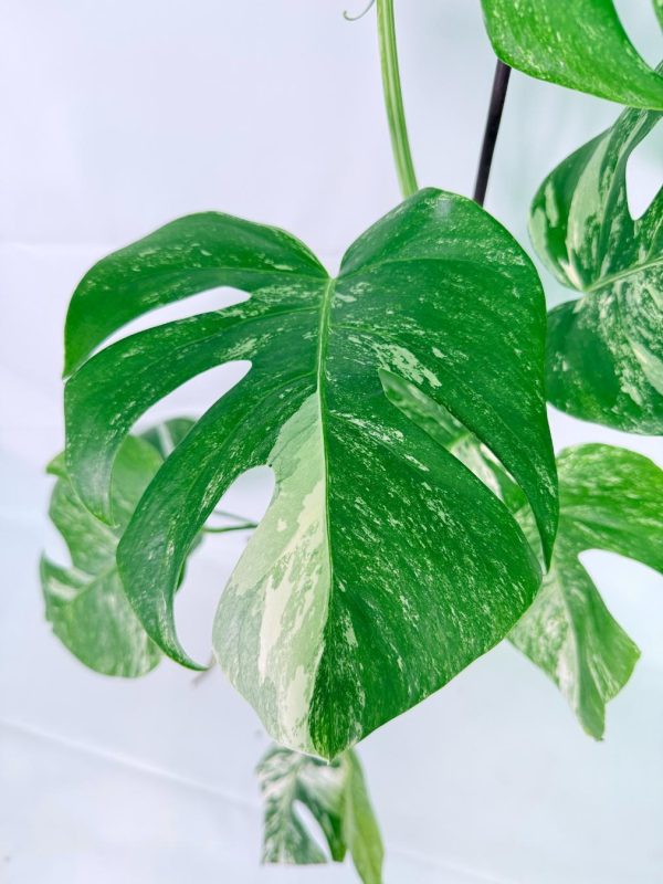 Monstera Albo Variegata XXL, plant #26.06.18.10