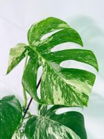 Monstera Albo Variegata XXL, plant #26.06.18.10
