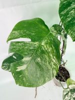 Monstera Albo Variegata XXL, plant #26.06.18.10