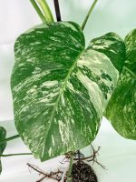 Monstera Albo Variegata XXL, plant #26.06.18.10