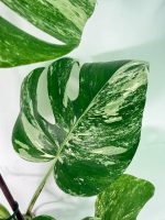 Monstera Albo Variegata XXL, plant #26.06.18.10