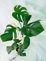 Monstera Albo Variegata XXL, plant #26.06.18.11
