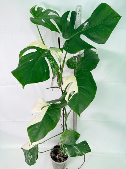 Monstera Albo Variegata XXL, plant #26.06.18.11