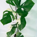 Monstera Albo Variegata XXL, plant #26.06.18.11