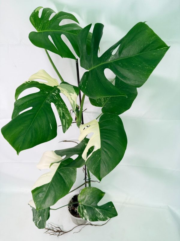 Monstera Albo Variegata XXL, plant #26.06.18.11