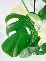 Monstera Albo Variegata XXL, plant #26.06.18.11