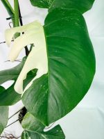 Monstera Albo Variegata XXL, plant #26.06.18.11