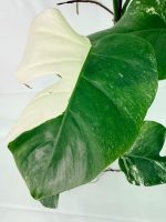 Monstera Albo Variegata XXL, plant #26.06.18.11