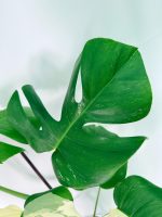 Monstera Albo Variegata XXL, plant #26.06.18.11