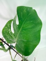 Monstera Albo Variegata XXL, plant #26.06.18.11