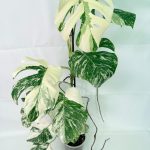 Monstera Albo Variegata XXL, plant #26.06.18.12