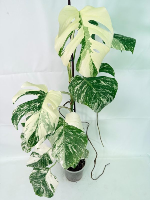 Monstera Albo Variegata XXL, plant #26.06.18.12
