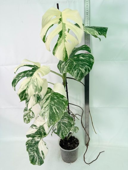 Monstera Albo Variegata XXL, plant #26.06.18.12