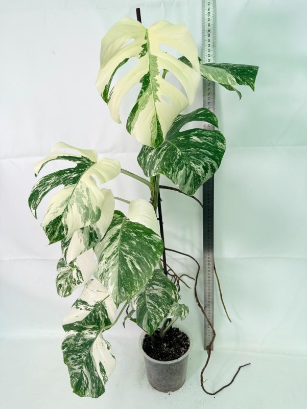Monstera Albo Variegata XXL, plant #26.06.18.12