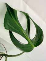 Monstera Burle Marx Flame XL, plant #26.06.17.22